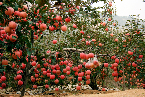 栖霞苹果公园照片图片